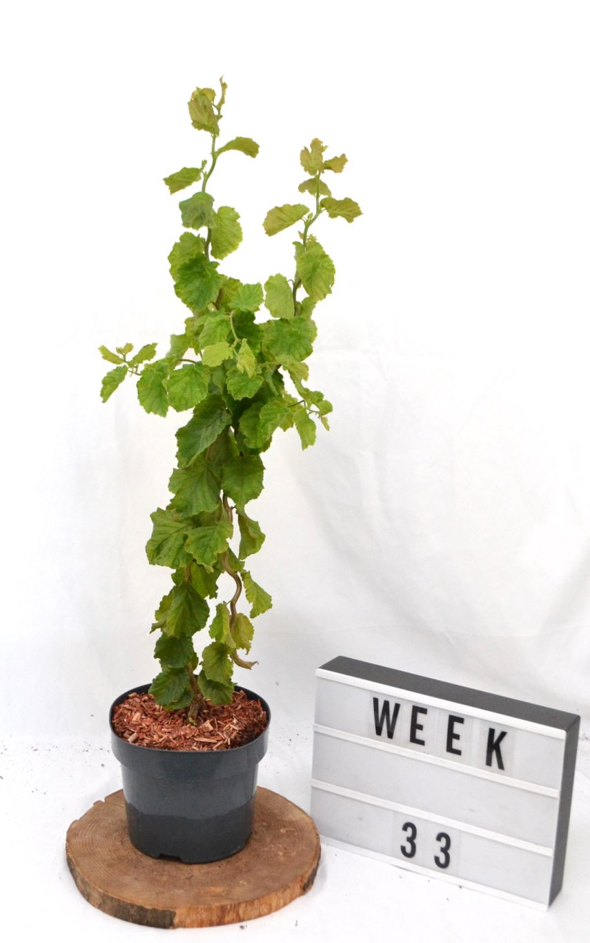 Corylus a. 'Scooter' - C3 20-40 CM